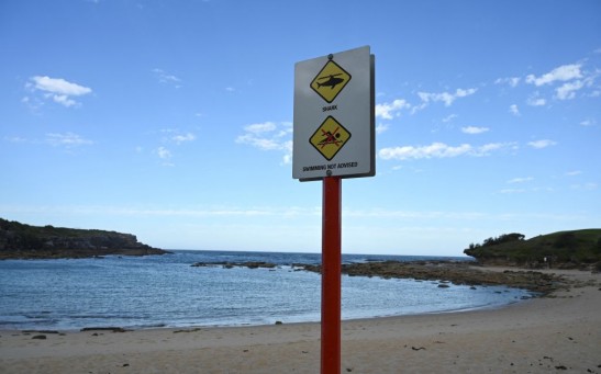 AUSTRALIA-ANIMAL-SHARK