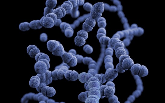  Largest Bacterium Ever Found is 5,000 Times Bigger Than Most Bacteria
