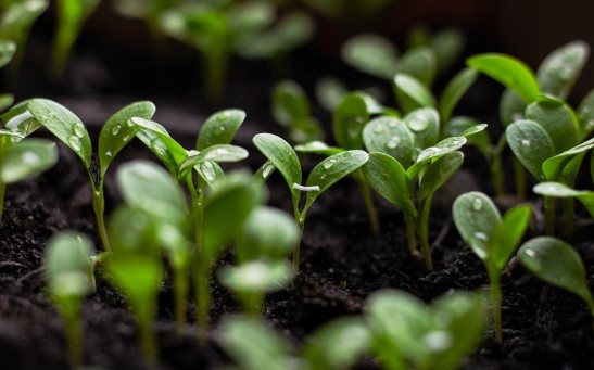  Novel Way of Growing Plants in the Dark Uses Artificial Photosynthesis to Make Food Production More Efficient