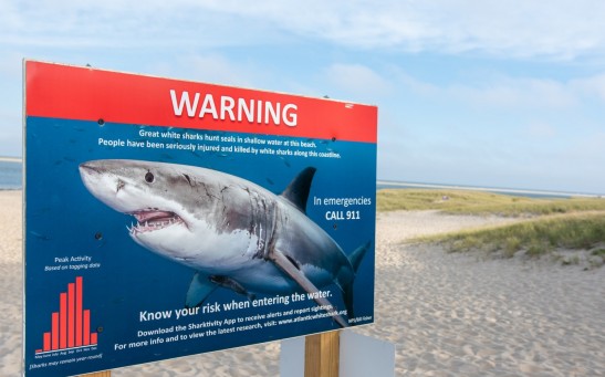 Shark Warning