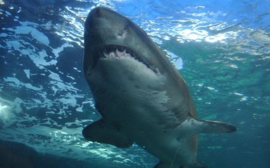  Swimmer Killed in Bloody Encounter With Shark Stalking the Coastline of South African Beach