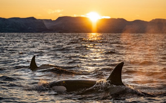  Two Killer Whales Targeting Great White Sharks Near South African Shore, Feasting on Their Livers and Hearts