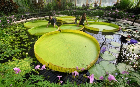 Kew Names Giant Waterlily Species New To Science