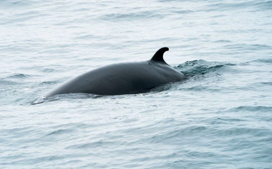 Baleen Whale
