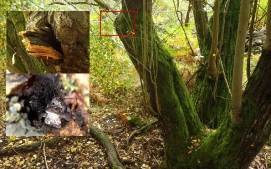 Common Toads in UK Discovered Living Up in Trees for the First Time