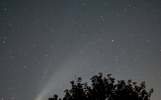 Green tree under blue sky during night time