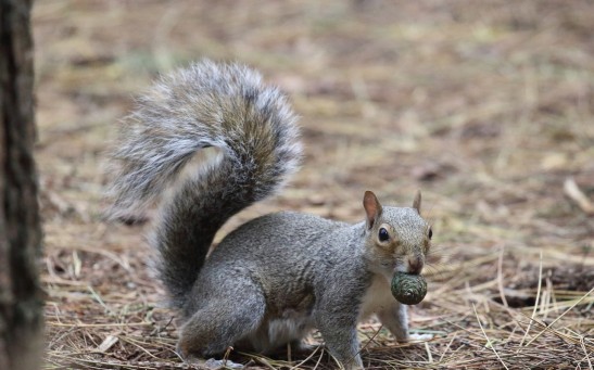  Oral Contraceptives Can Be Used to Limit Gray Squirrel Population in the UK Without Killing Them, Study Reveals