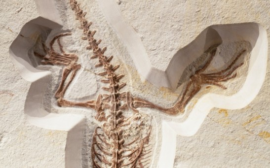 Lizard Skeleton