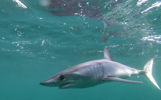 Young shortfin mako shark.