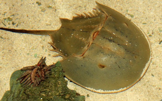 Horsehoe Crabs Thriving in Protected Area in the Philippines, Becoming an Unexpected Symbol of Resililence