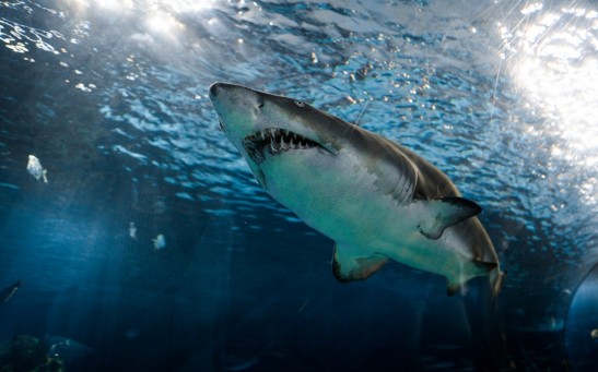 Great White Shark