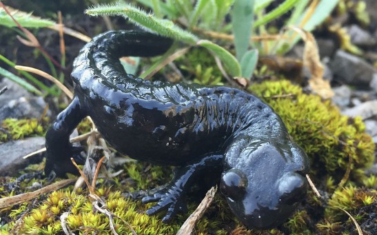 Black-bellied salamander