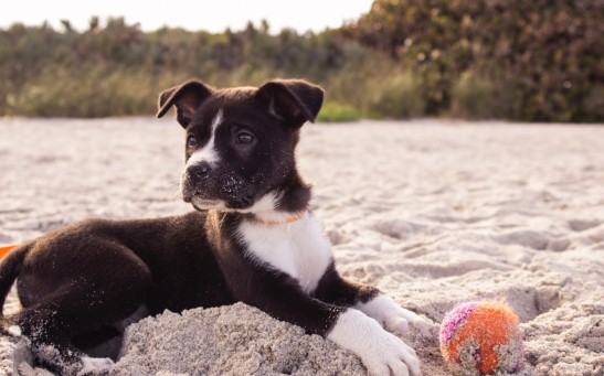 Short-coated black and white puppy playing on gray sands