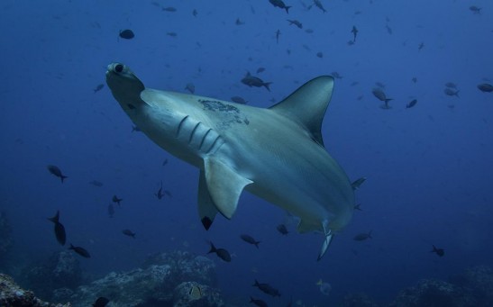  Wild Footage Shows 1,300-Pound Hammerhead Shark Stalking, Eating 6-Foot Shark off the Florida Coast