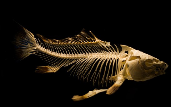 Skin Beetles Feast Off the Skin of a Decaying Pompano Fish, Revealing Its Skeleton in a Time Lapse Video