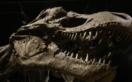  Re-Analysis of Dinosaur Fossils Refutes Theory That There Are 3 T. Rex Species