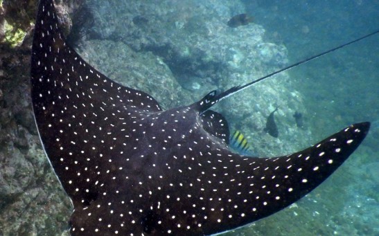  400-Pound Spotted Eagle Ray Unexpectedly Leaps Into A Boat, Gives Birth to Four Babies