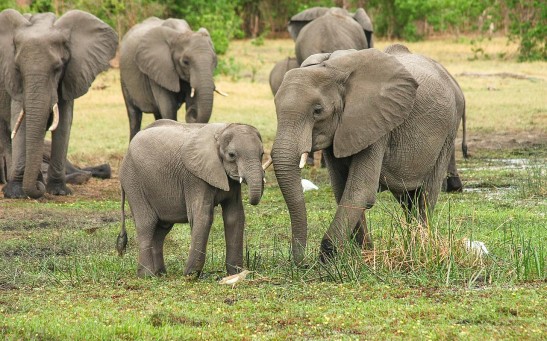  Elephants Learn to Adapt to Varying Landscapes Brought by Increasing Human Development