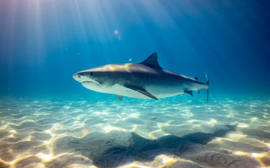 Tiger shark, Bahamas
