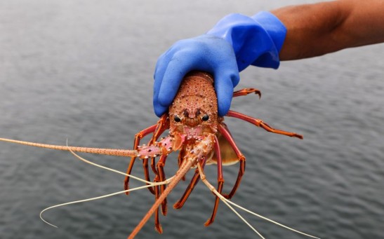 AUSTRALIA-CHINA-TRADE-SEAFOOD