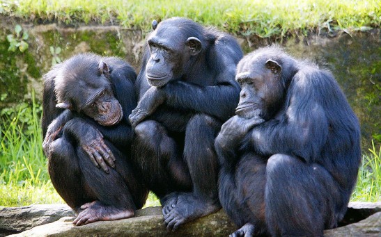 Female Chimpanzees