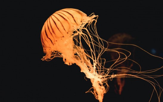  Rare Jellyfish Filmed Off the Coast of Papua New Guinea Could Be A New Species
