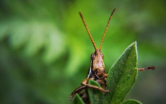  Locusts Can Be Used to 'Sniff Out' Human Cancer to Detect the Disease in Its Earliest Stage