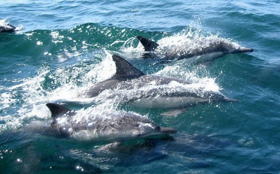 Pod of Dolphins Saved Swimmer from a Lurking 6-Foot Great White Shark: Why Are These Predators Afraid From Those Marine Mammals?