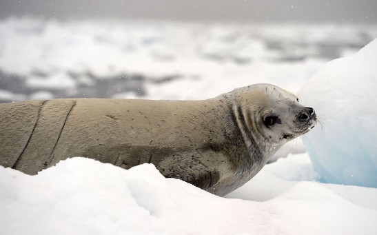Weddell seal mother transfers iron to pups