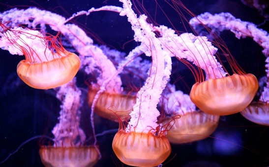Comb jellies and neuron evolution