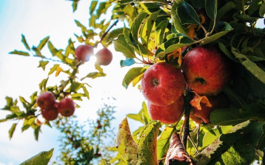 Apple Tree