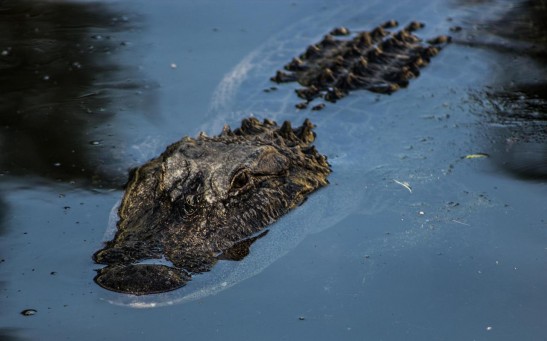  Alligator Bites the Face of A 34-Year-Old Man Swimming on A Lake How Often Do These Attacks Happen?