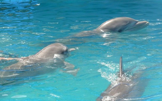  Male Bottlenose Dolphins Whistle to Each Other, Rely on Wingmen to Woo Potential Mates
