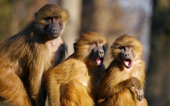  Female Monkeys With Female Friends Live Longer: New Study Shows the Evolutionary Benefit of Friendship Among Same Sex