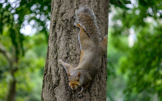 Squirrel - Splooting