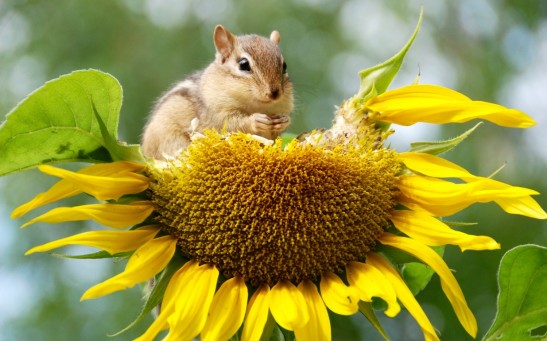Chipmunk on Sunflower