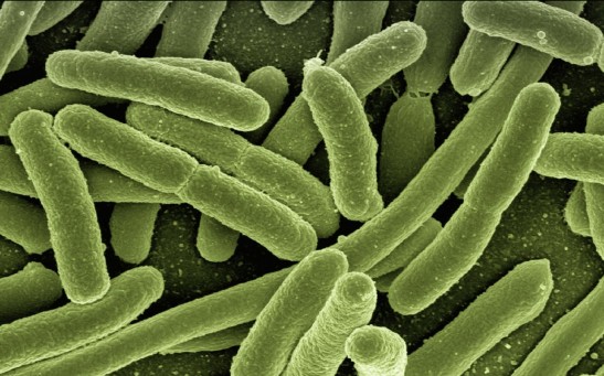 Koli Bacteria 