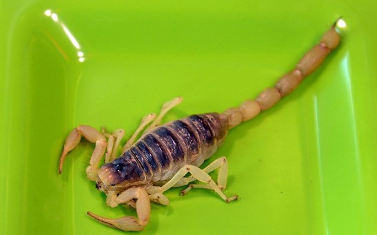 Scorpion