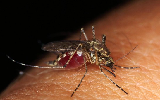  West Nile Virus-Infected Mosquitoes Detected in New York While 2 Human Cases are Reported