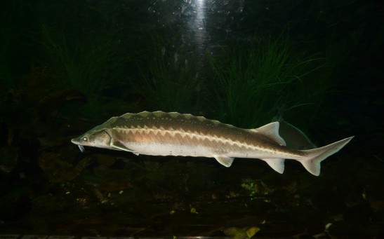 European Sturgeon