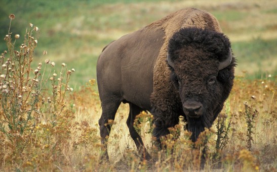  Increased Tourism in National Parks Trigger Bison Attacks Like the Teenage Hiker Gored in South Dakota