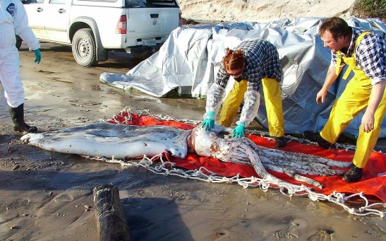 Giant Squid Washed Up In Tasmania