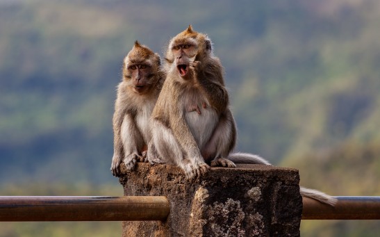  Monkeys in Indonesia Use Stones for Self-Directed Tool-Assisted Sexual Stimulation