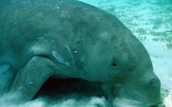  Dugongs Declared 'Functionally Extinct' in China: What Happened to These Gentle Sea Cows?