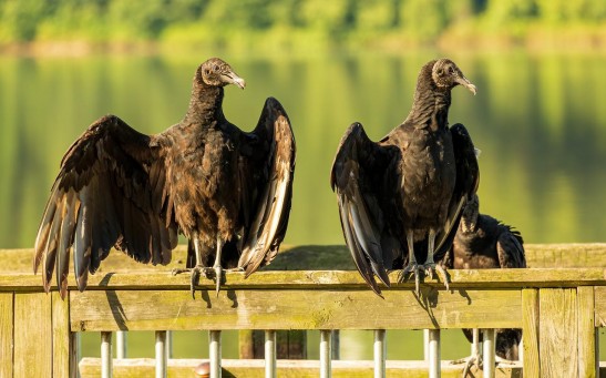  Over 700 Black Vultures at a Georgia Sanctuary Died Due to a Bird Flu Outbreak