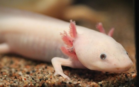 Ambystoma Mexicanum 