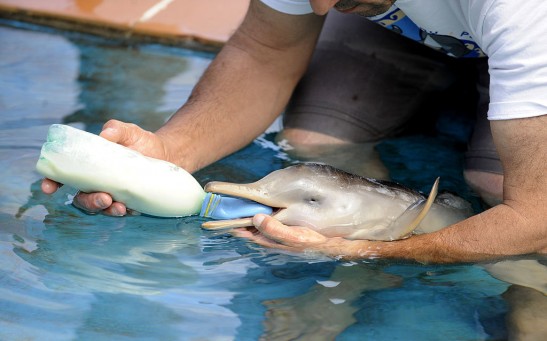 Dolphin Calf