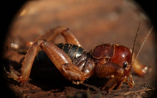  Mysterious Hawaiian Cricket Lives on Hardened Lava Flow, Considered the First of Its Kind