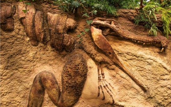 Fossil Sandstone Ancient Crocodile