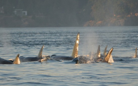  Pod of Orcas Filmed Swimming So Close to a Family of Boaters in Canada